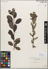 Foto von Salix myrsinifolia Salisb.